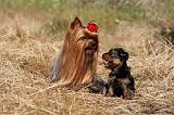 YORKSHIRE TERRIER 472